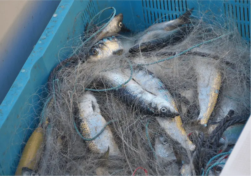 漁網のイメージ